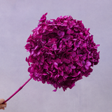Annabelle Hydrangea Magenta