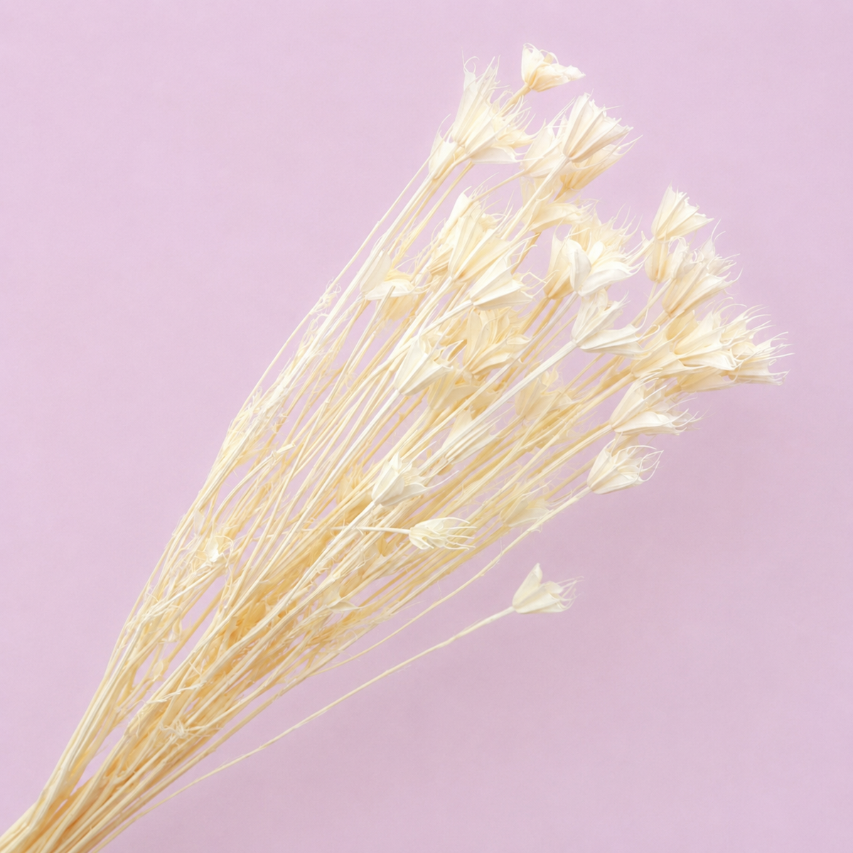 Nigella Creamy White