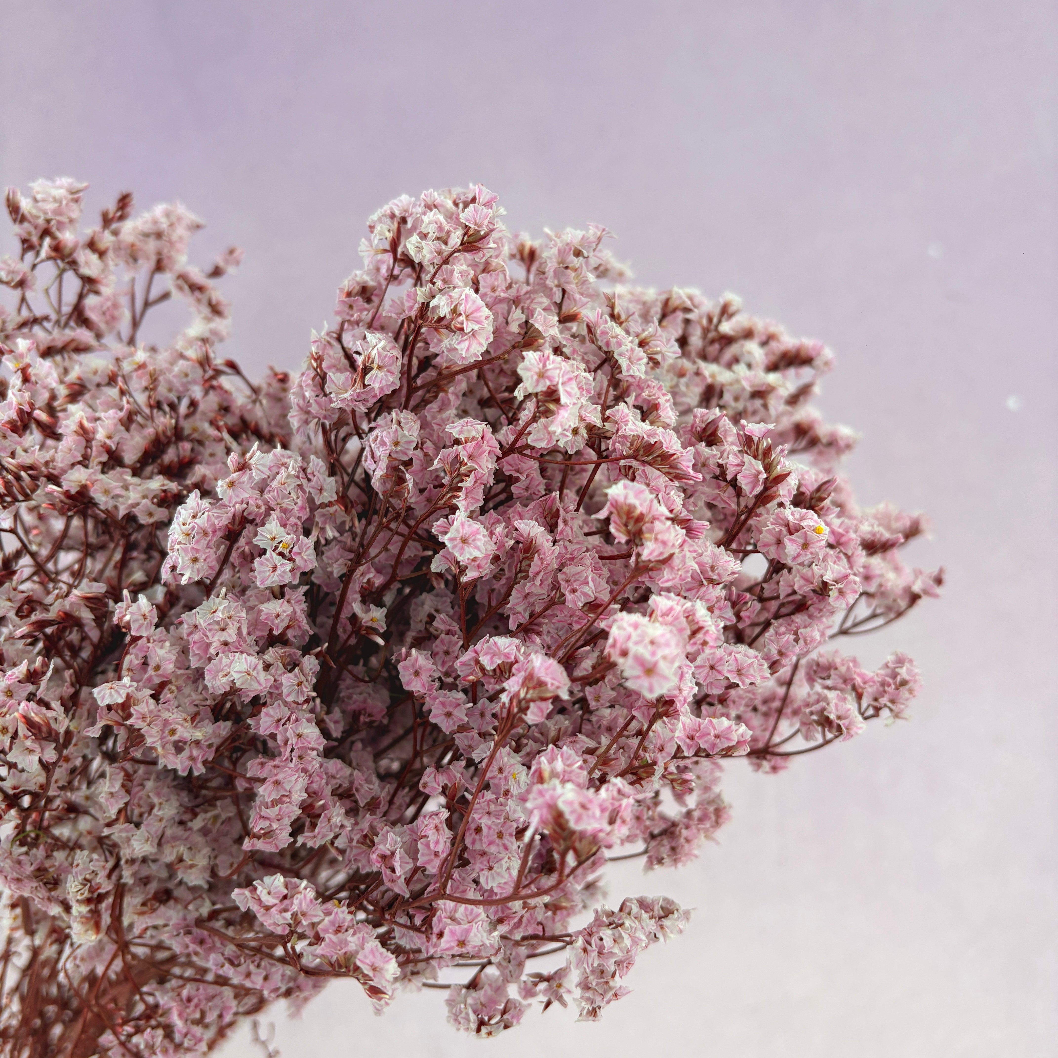 Statice Limonium Sinuatum Sakura Pink