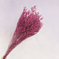 Misty Hot Pink