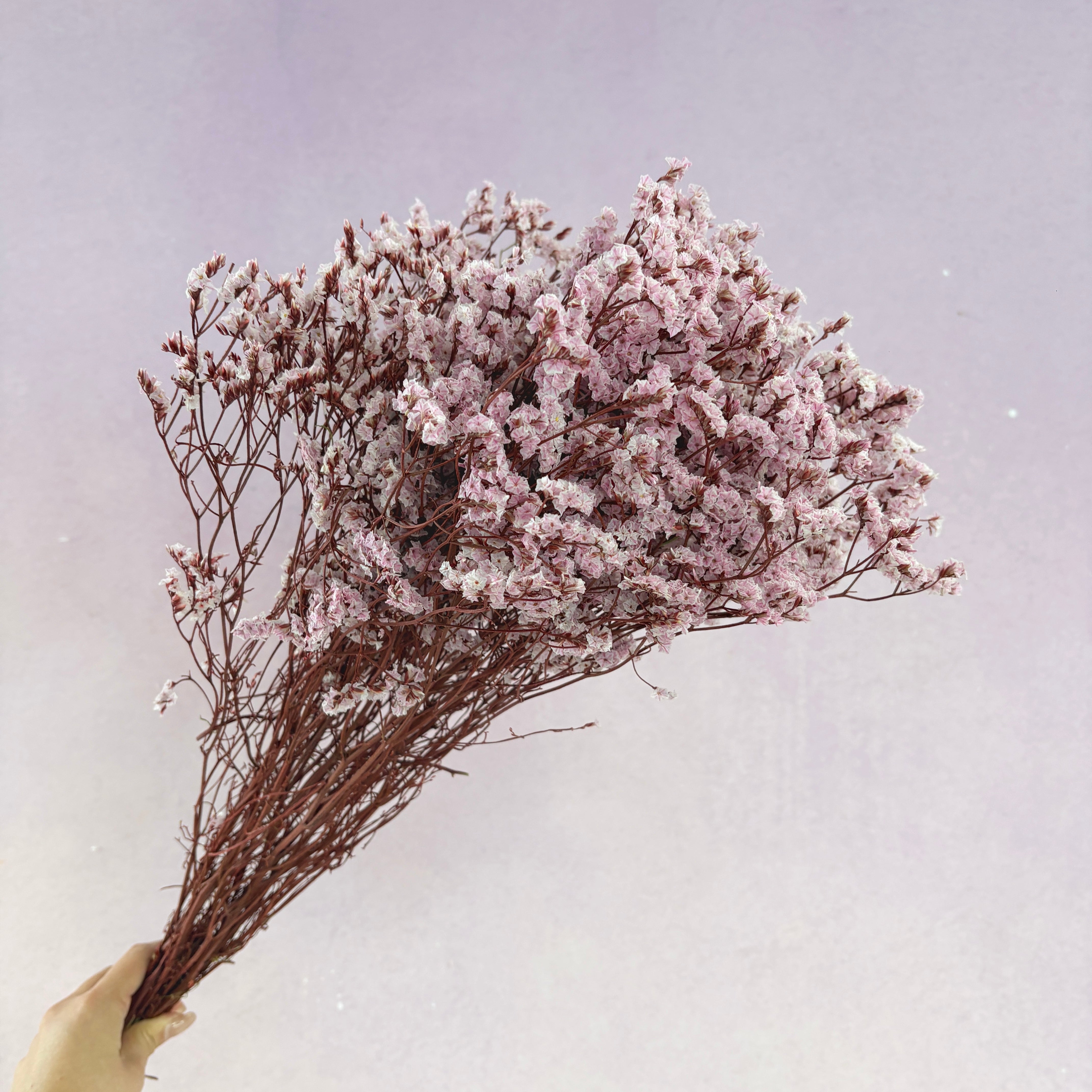 Statice Limonium Sinuatum Sakura Pink