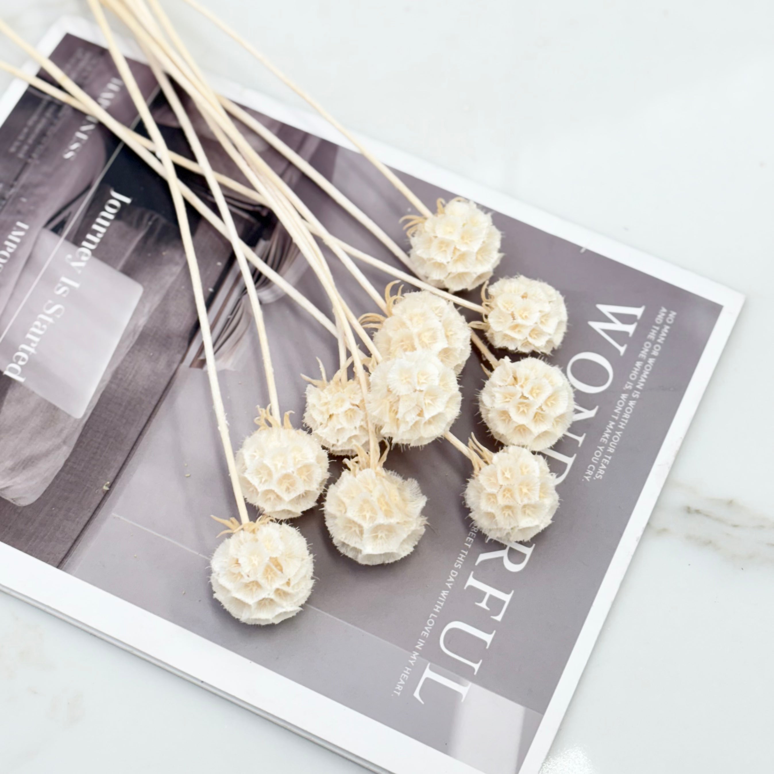 Scabiosa Creamy White