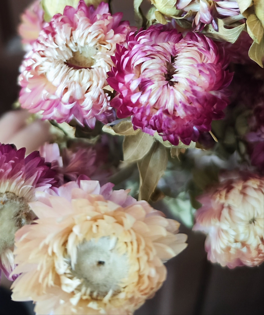 Preserved Strawflowers (mix of pink coloured flowers)