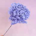 Annabelle Hydrangea Wisteria Purple
