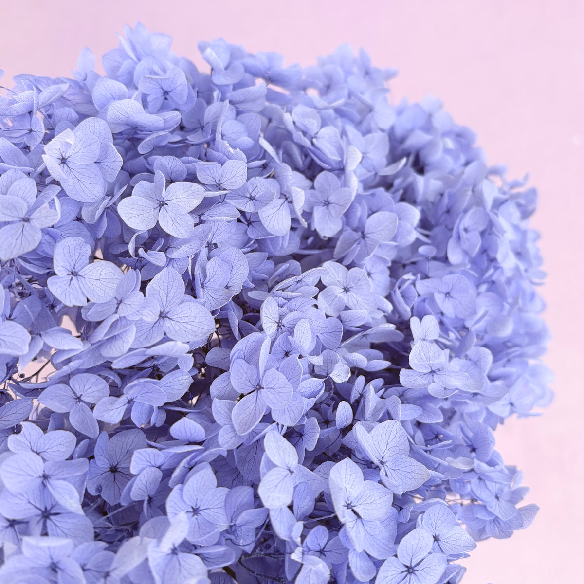 Annabelle Hydrangea Wisteria Purple
