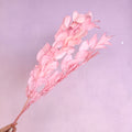 Ruscus Big Leaf Pink