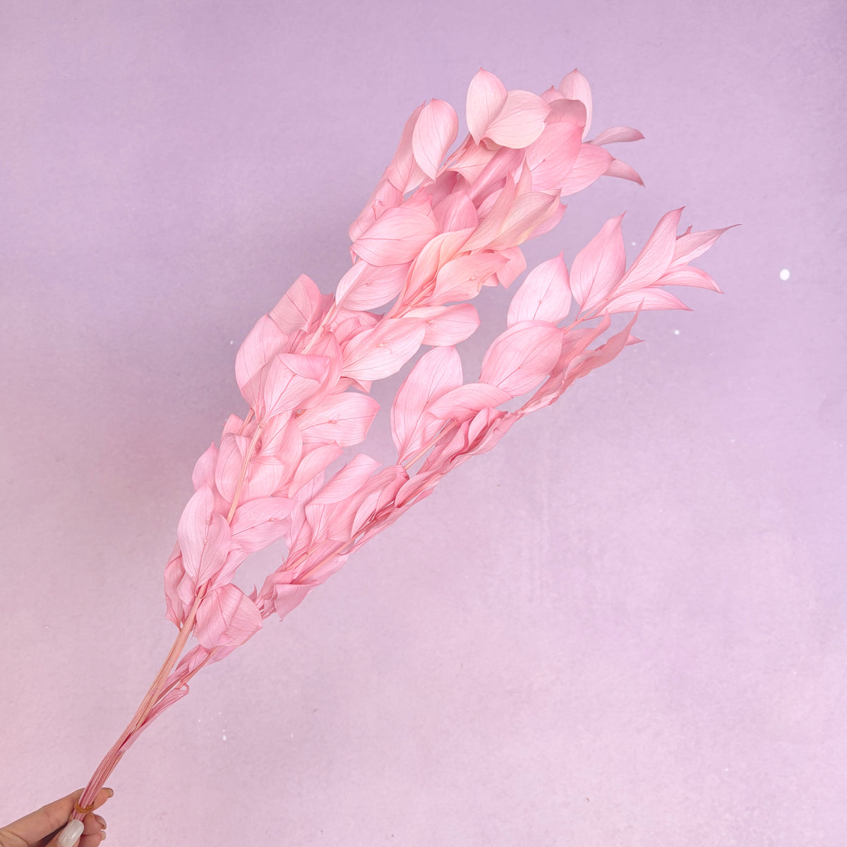 Ruscus Big Leaf Pink