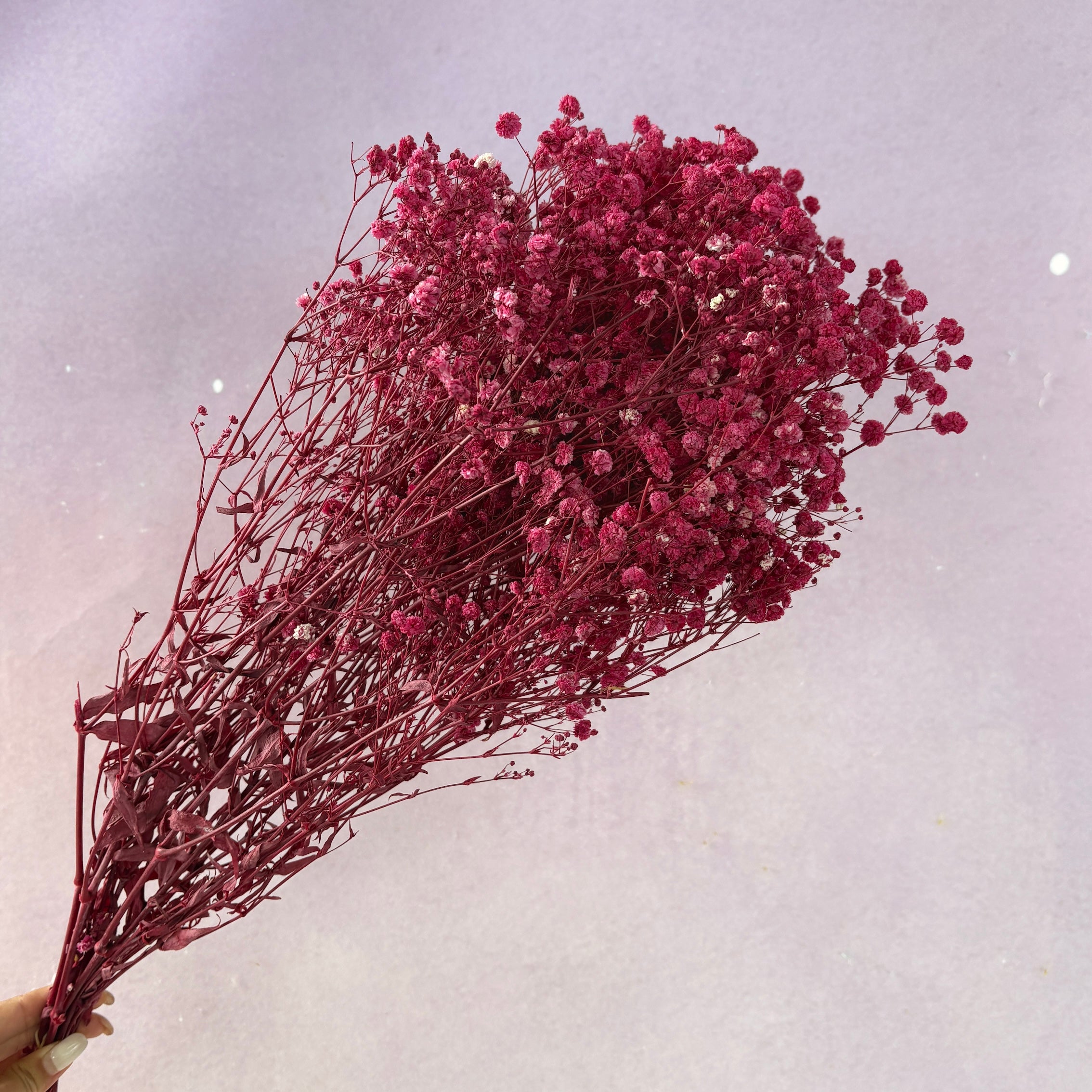 Baby's Breath Raspberry