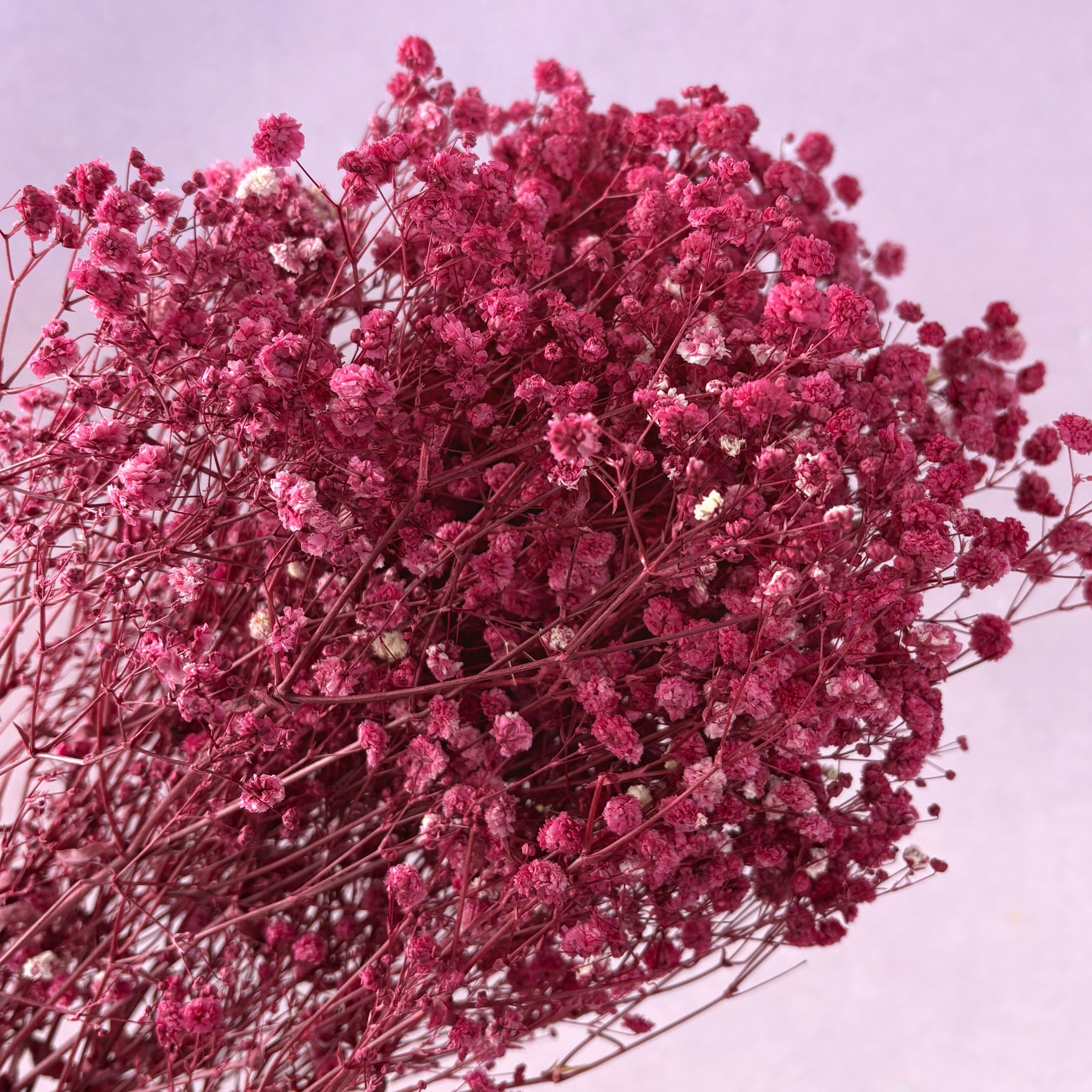 Baby's Breath Raspberry