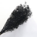 Snowy Baby's Breath Black