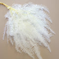 Mountain Fern White