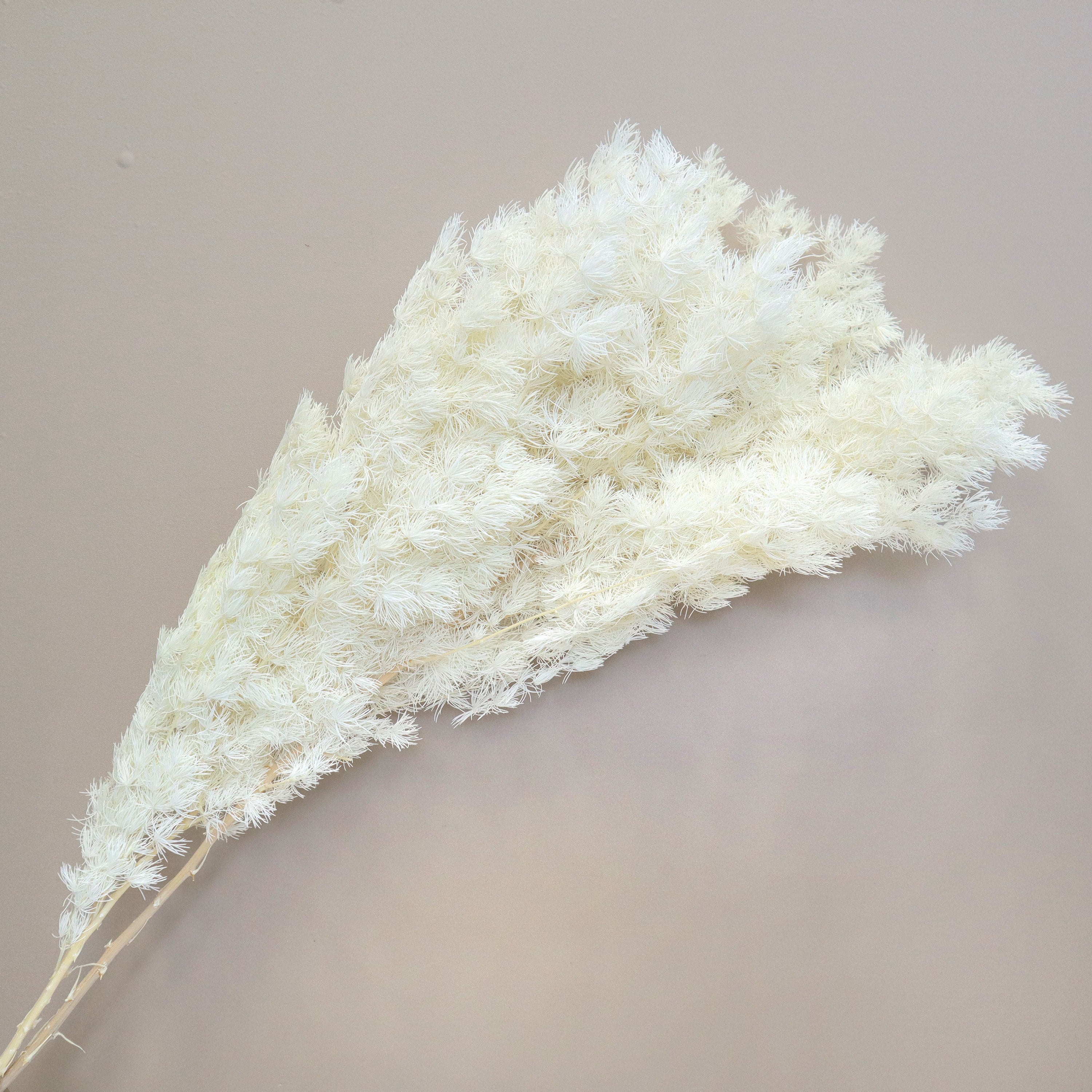Ming Fern White