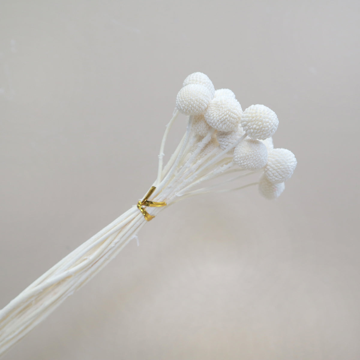 Billy Button White