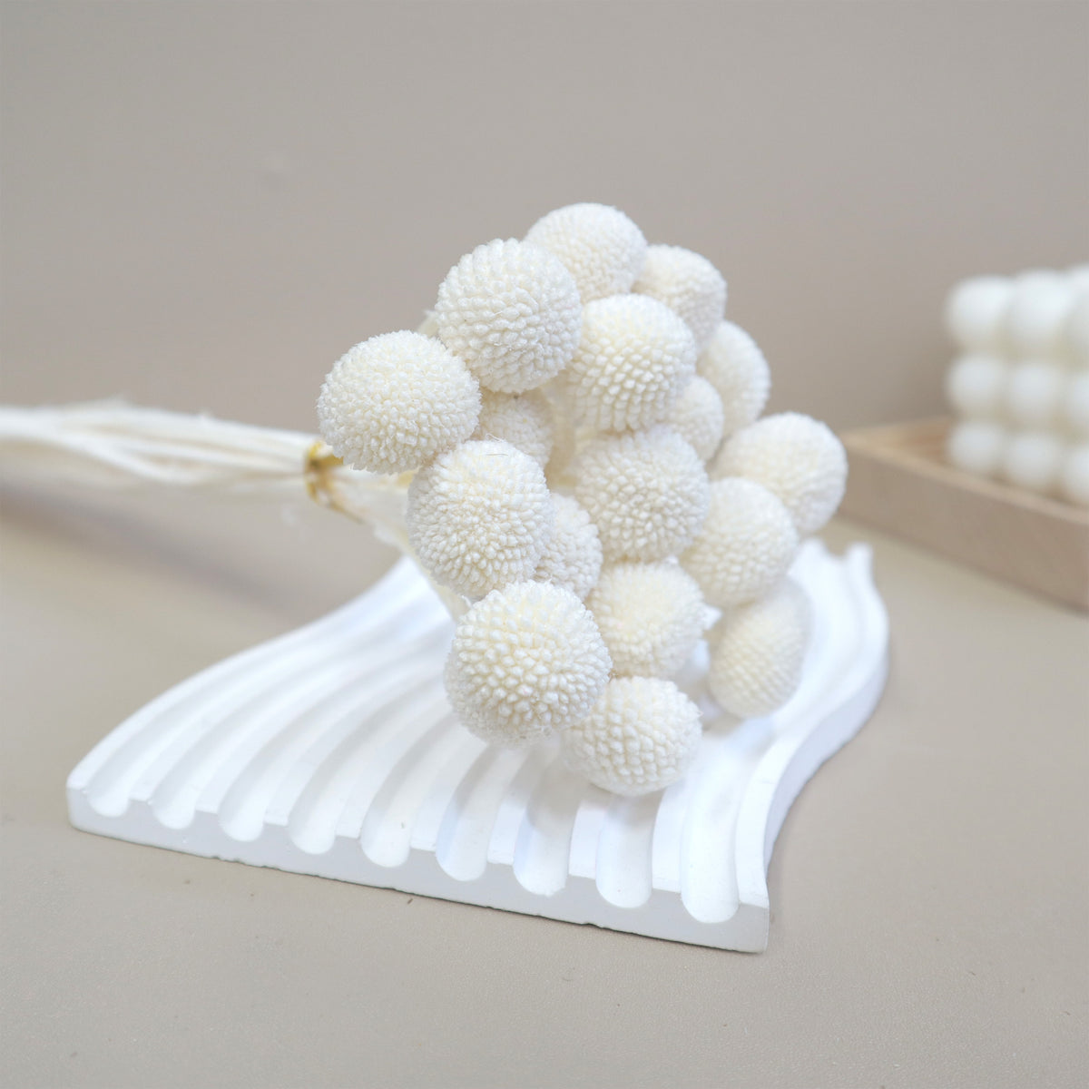 Billy Button White