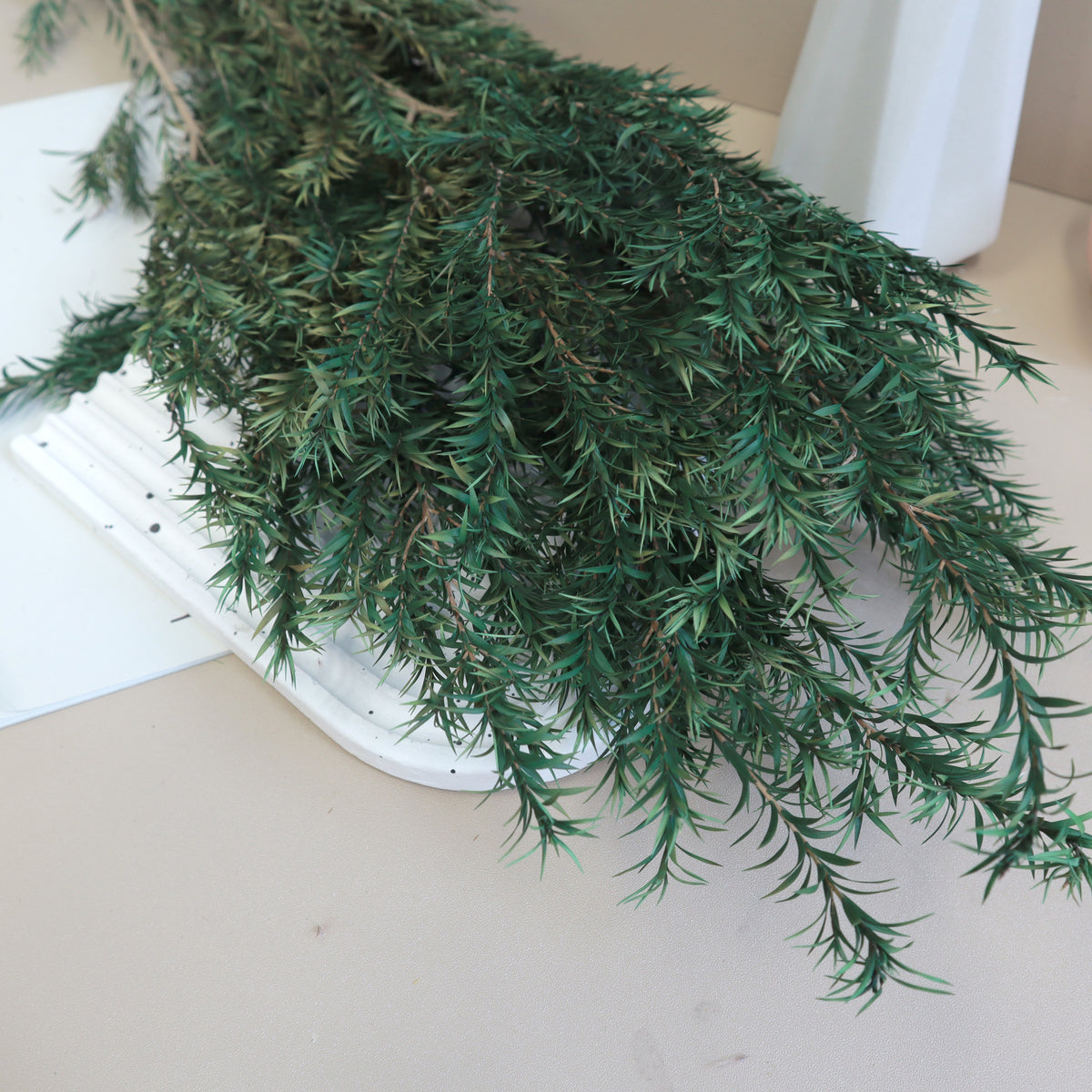 Melaleuca Bracteata Green