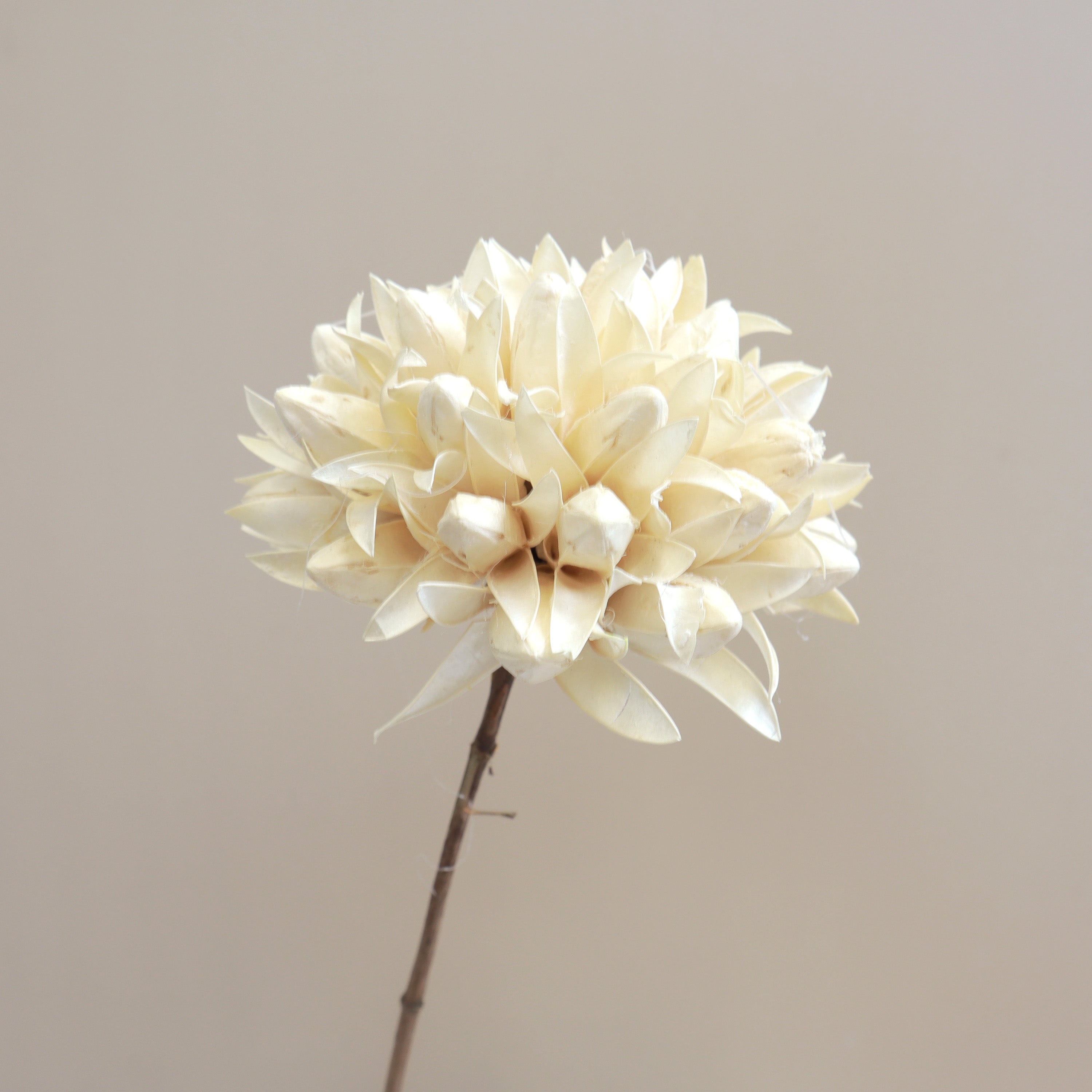 Magnolia Cream