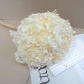 Annabelle Hydrangea Creamy White