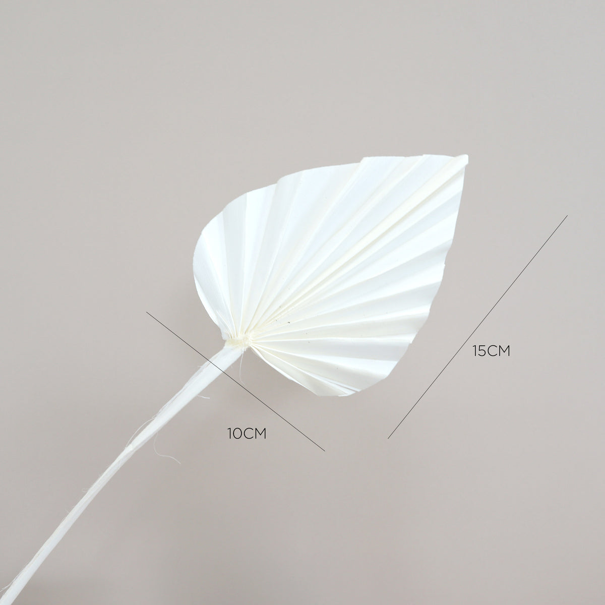 Palm Leaf Small Bleached White