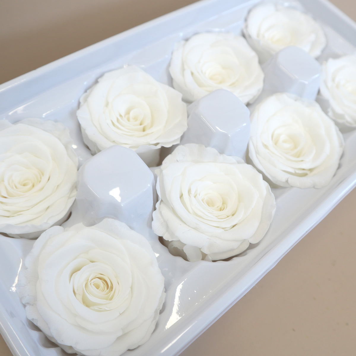Rose White 8 heads