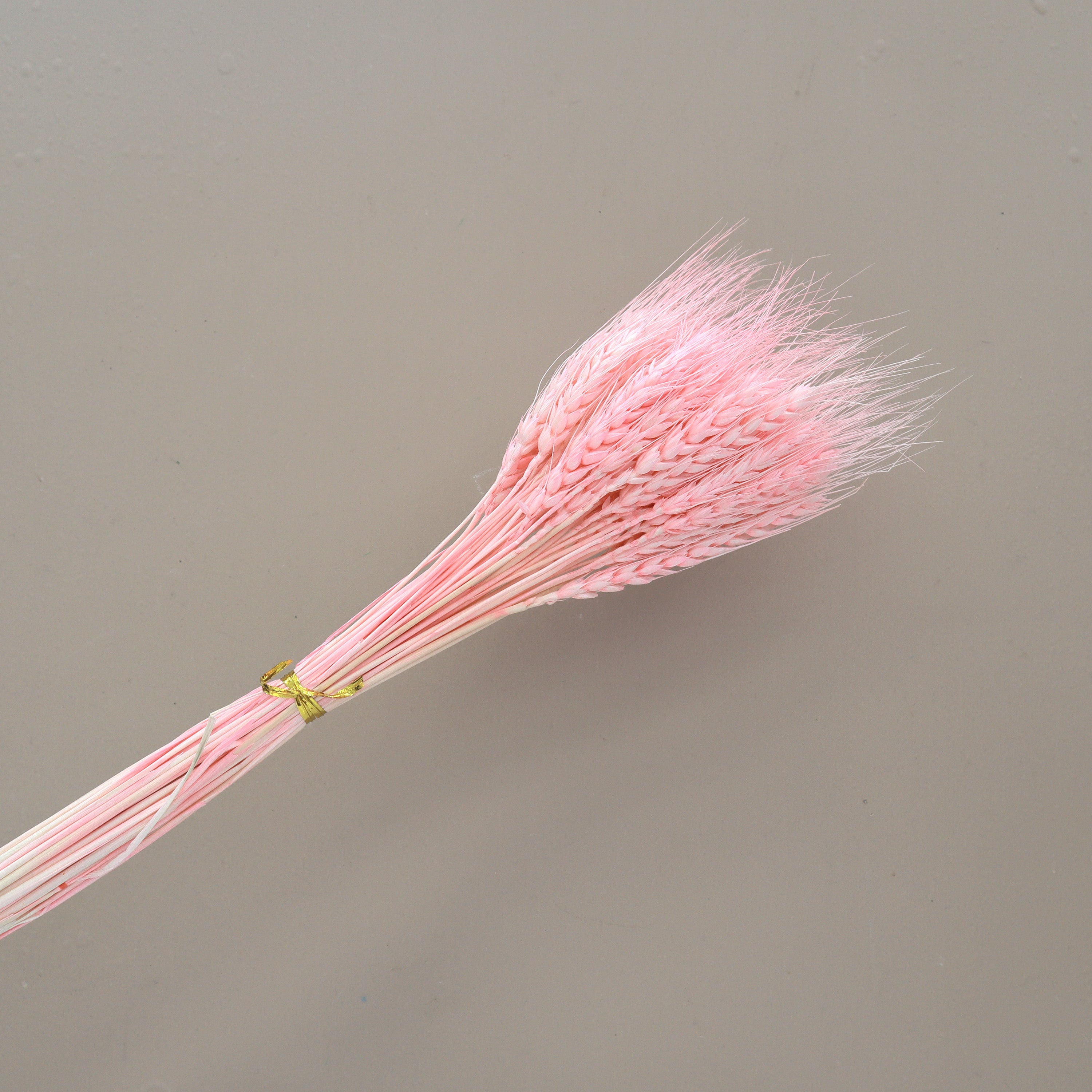 Dried Wheat Pink