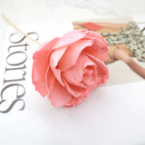 Rosa Chinensis Pink