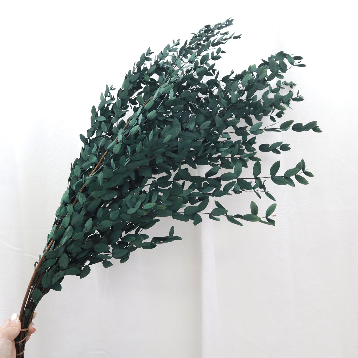 Small Leaf Gum Green