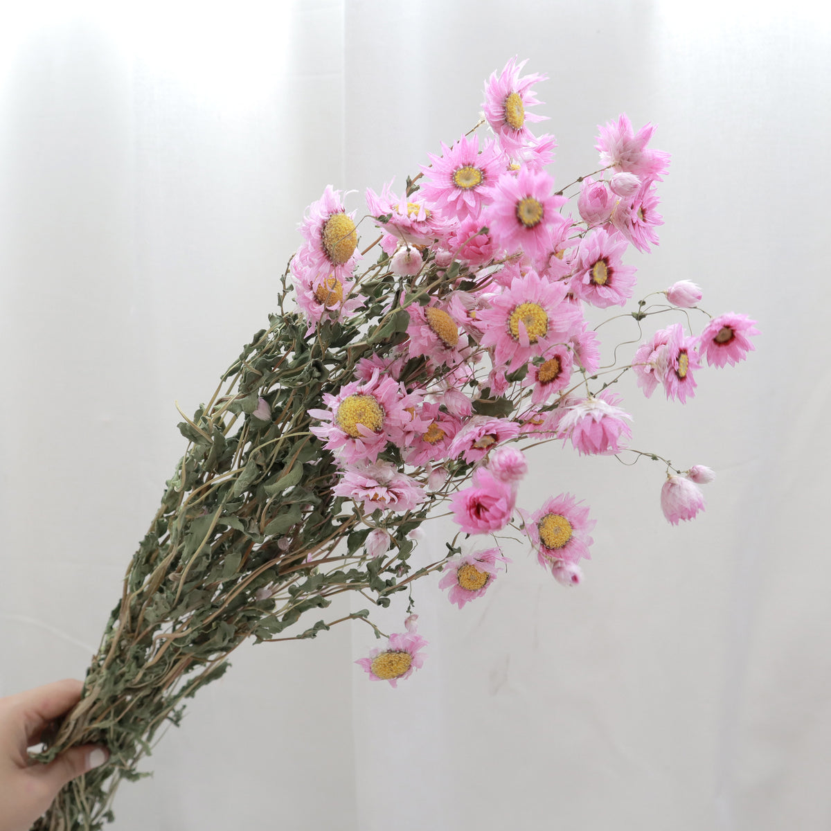 Daisy Mauve