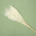 Misty Bleached Creamy White