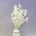 Poly Gum Creamy White