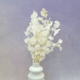Poly Gum Creamy White