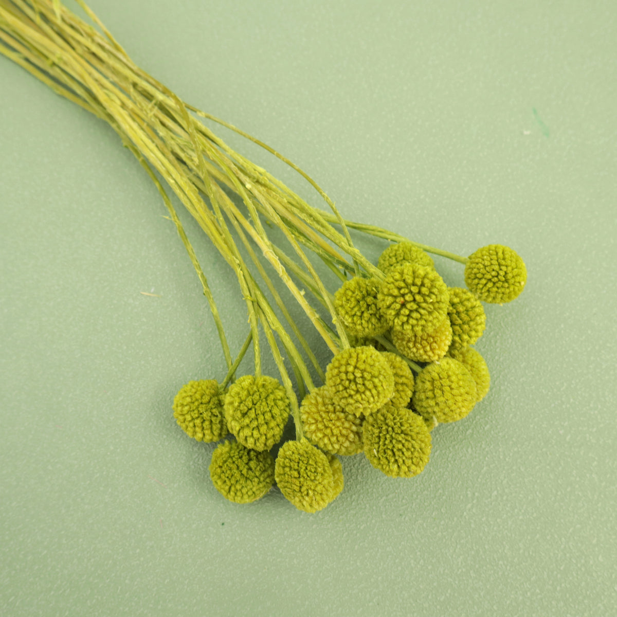Billy Button Yellow Green