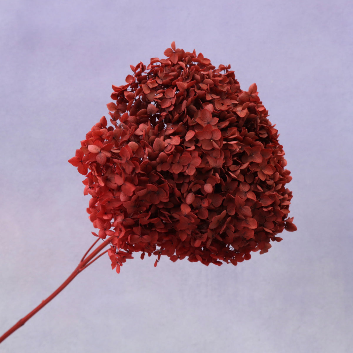 Annabelle Hydrangea Dark Red