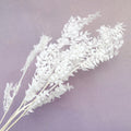 Italian Ruscus White