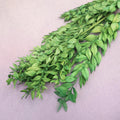 Italian Ruscus Green