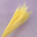 Misty Bleached Yellow