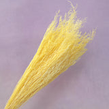 Misty Bleached Yellow