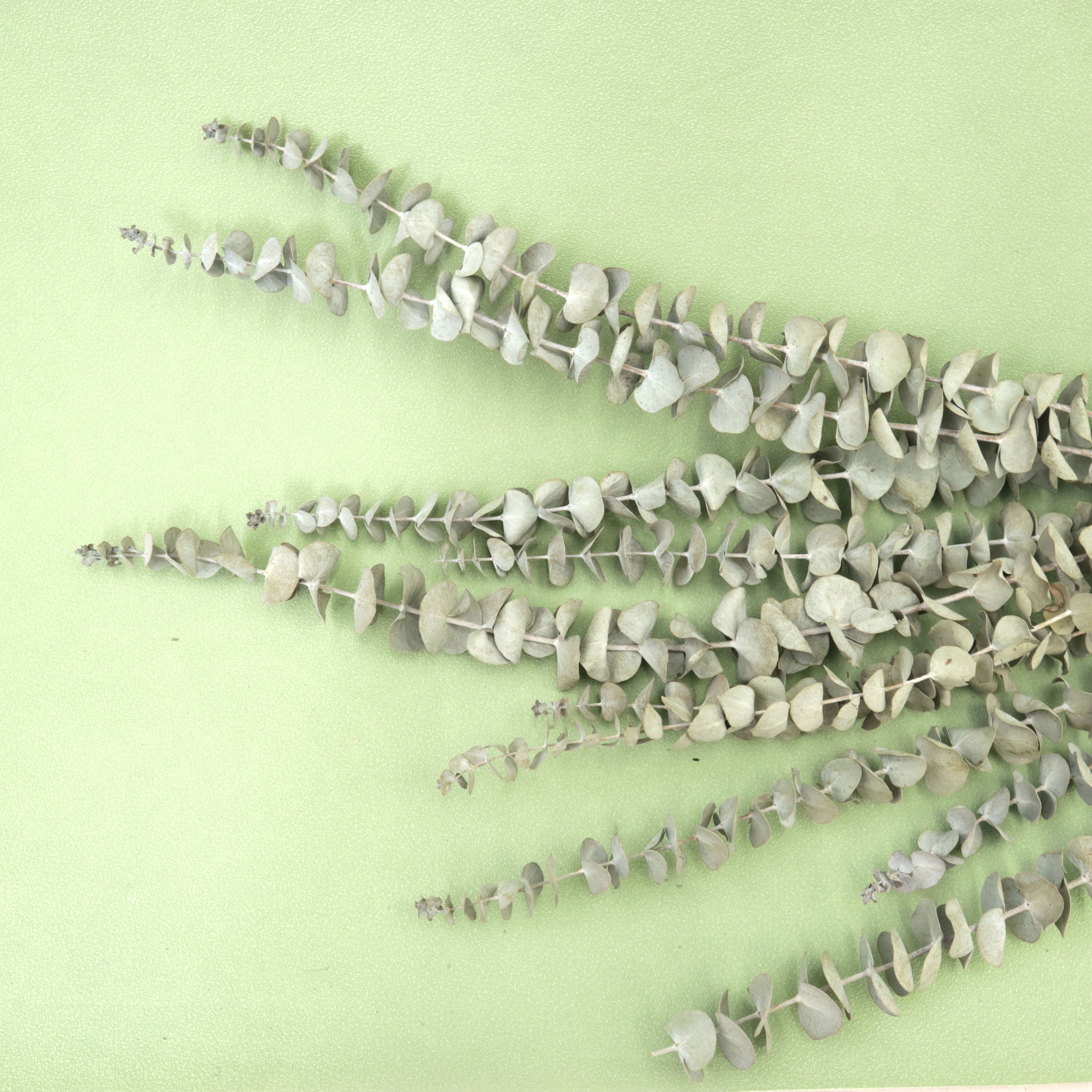 Dollar Gum Natural Dried