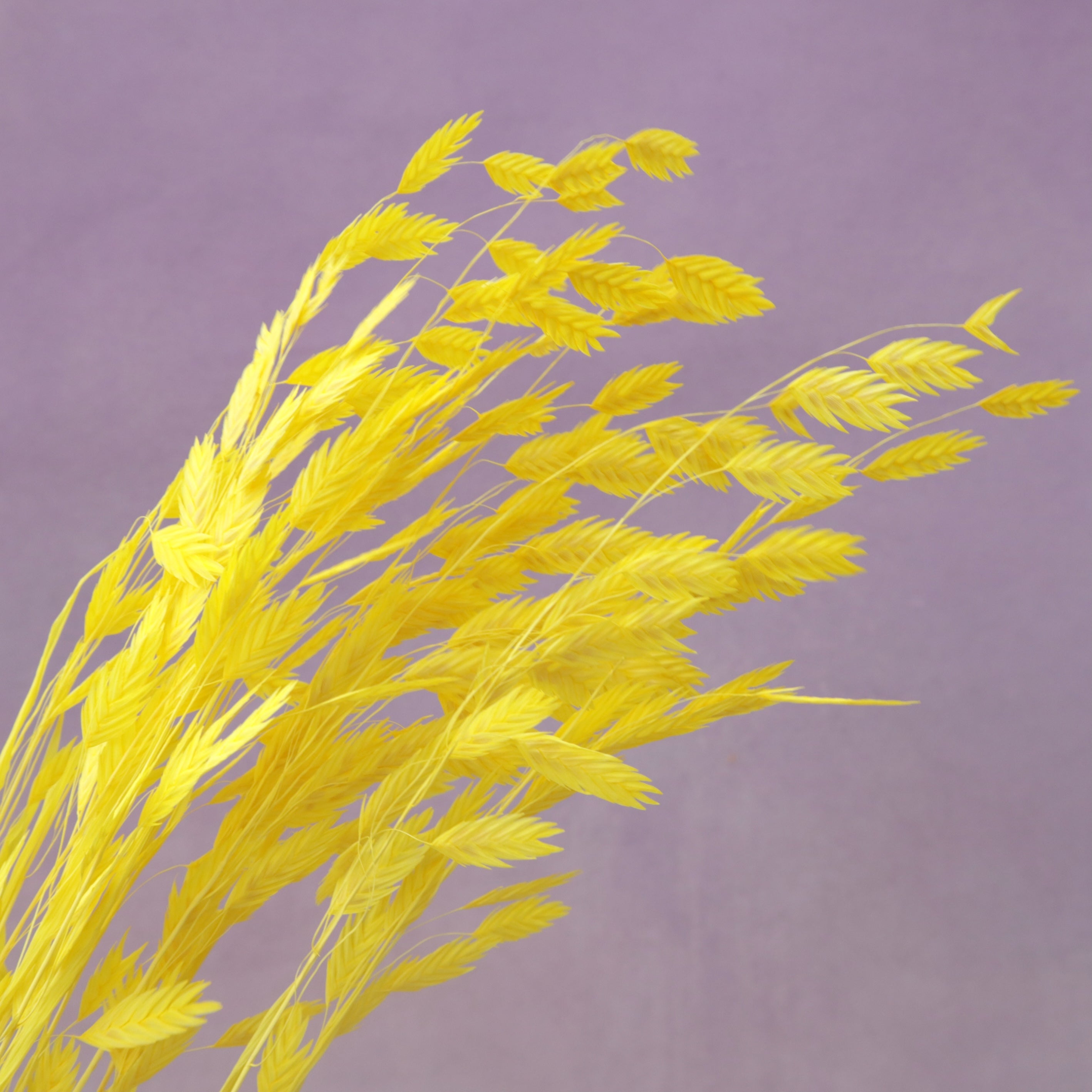 Sea Oats Yellow
