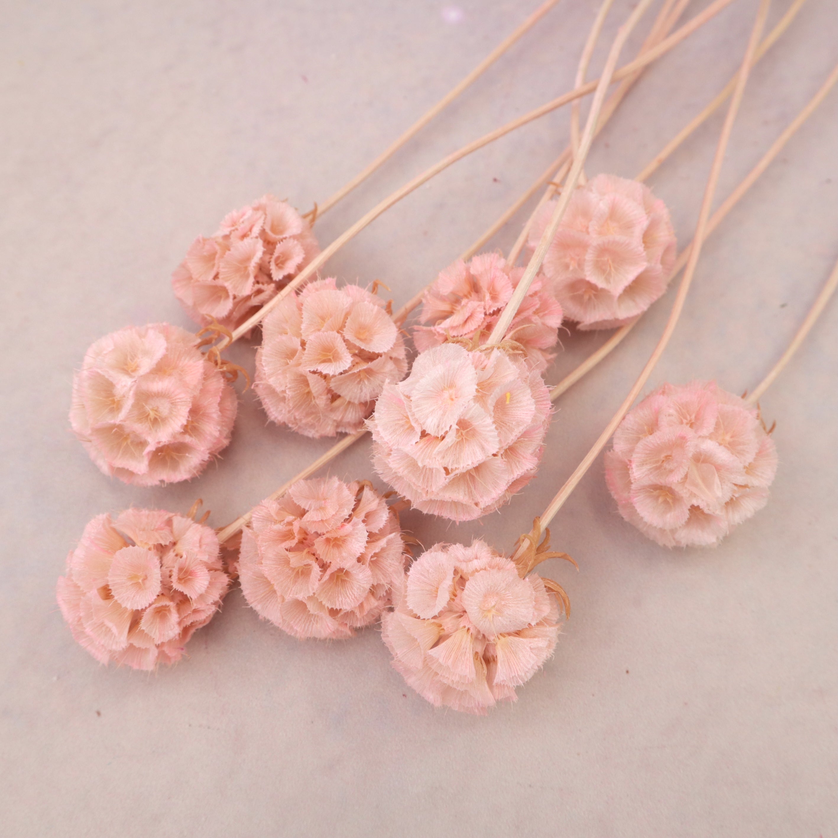 Scabiosa Creamy Pink