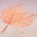Mountain Fern Ombré Peach