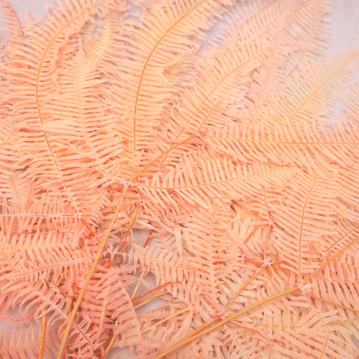 Mountain Fern Ombré Peach