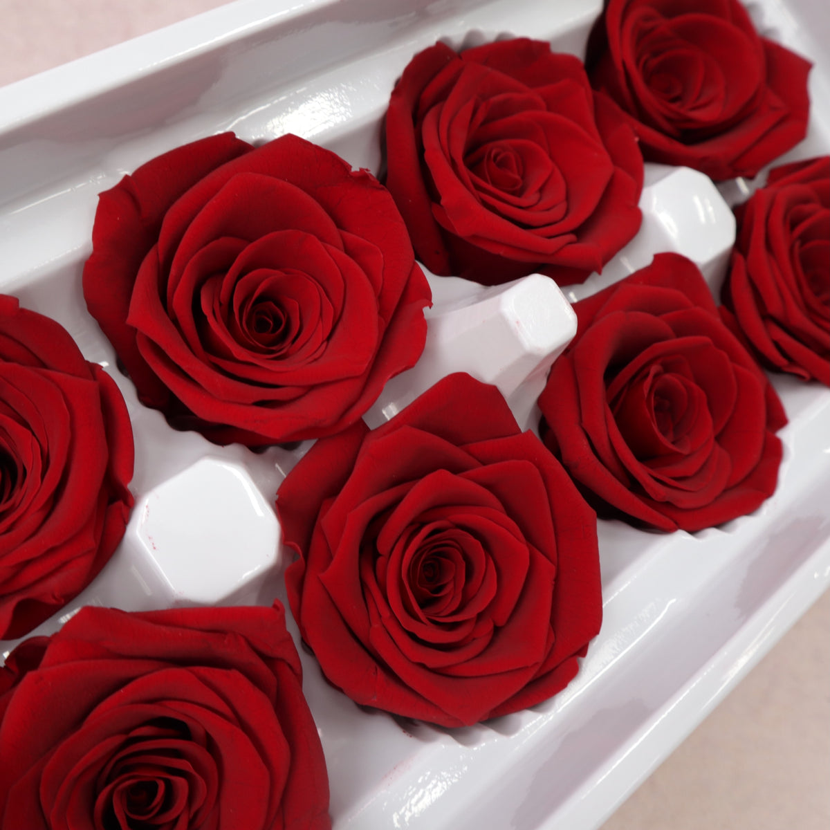 Rose Red 8 heads