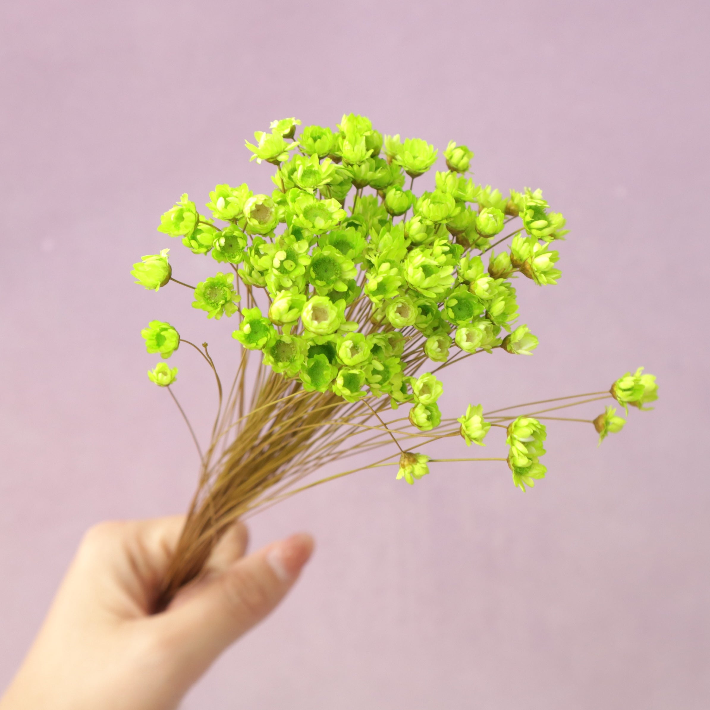 Star Flower Lime