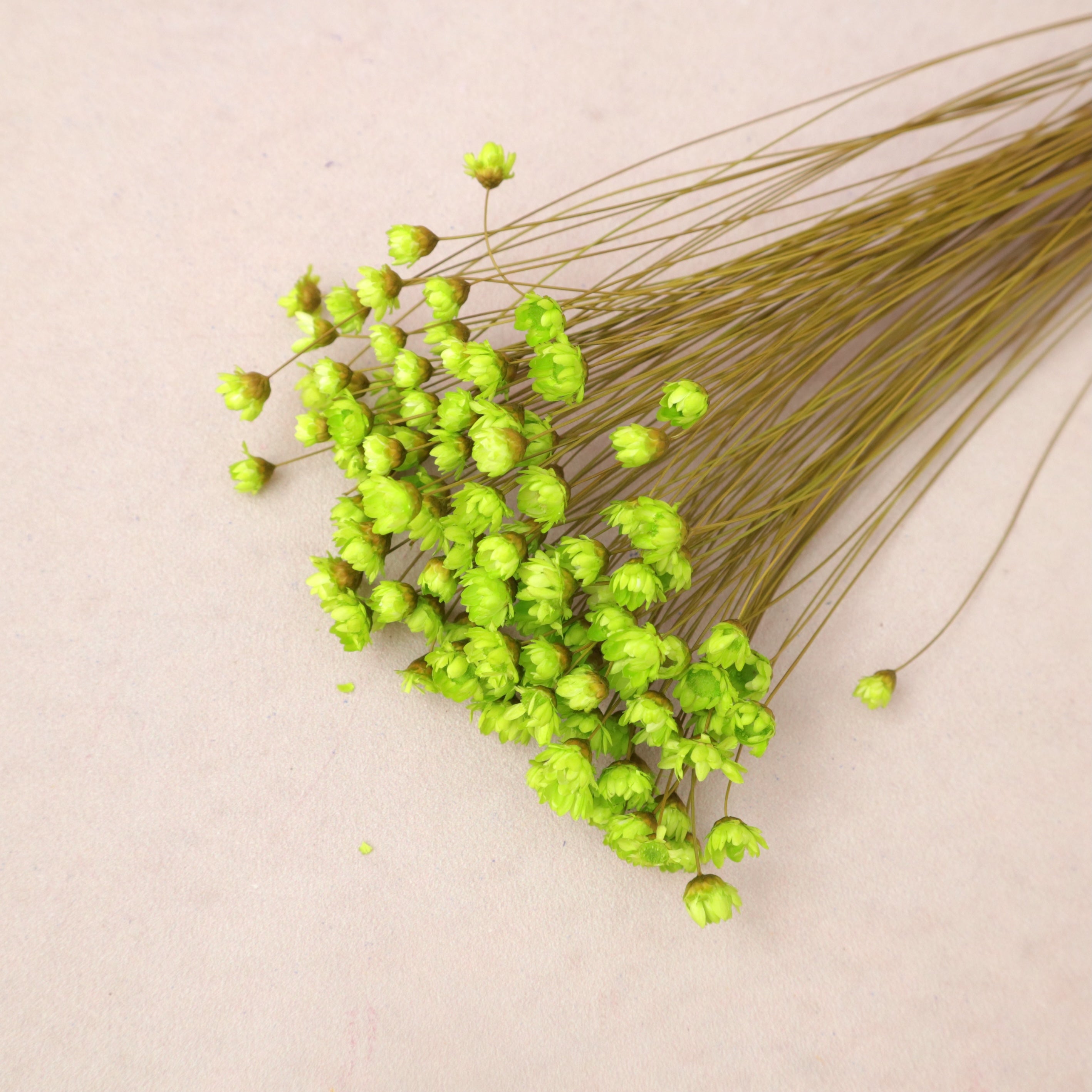 Star Flower Lime