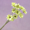 Handmade Daisy Lime