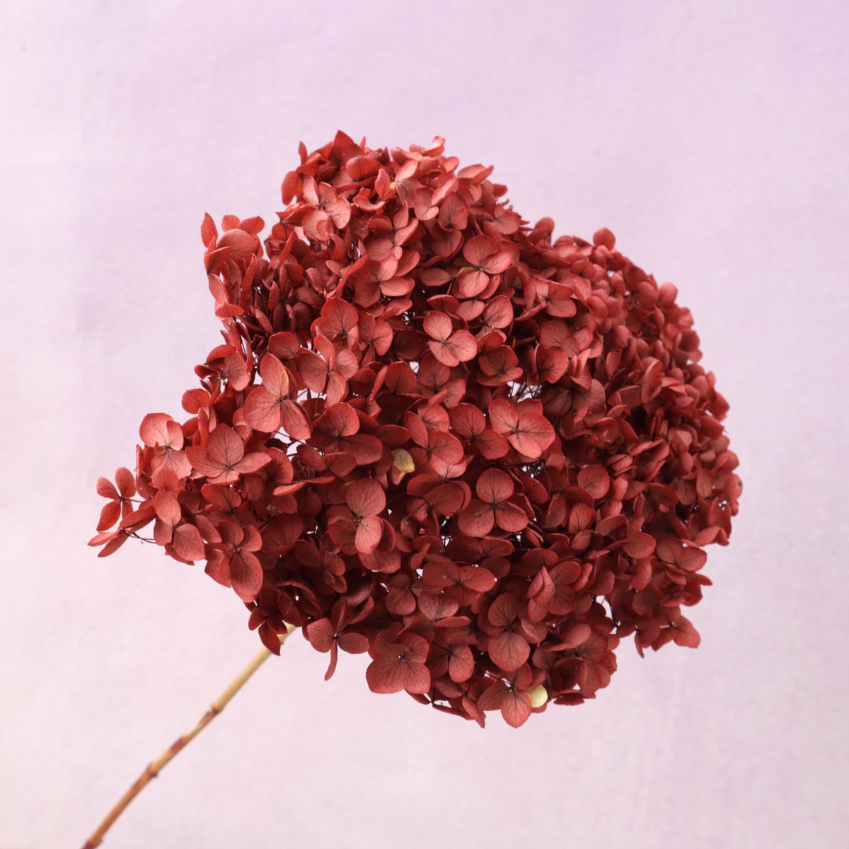 Annabelle Hydrangea Vintage Red