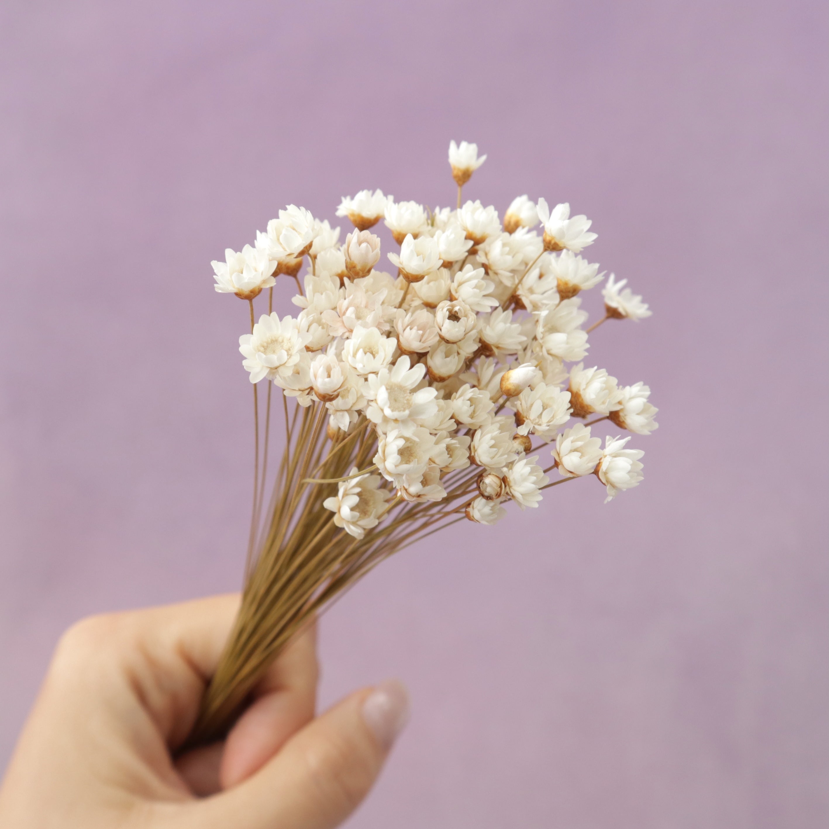 Star Flower White