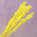 Ruscus Big Leaf Bright Yellow