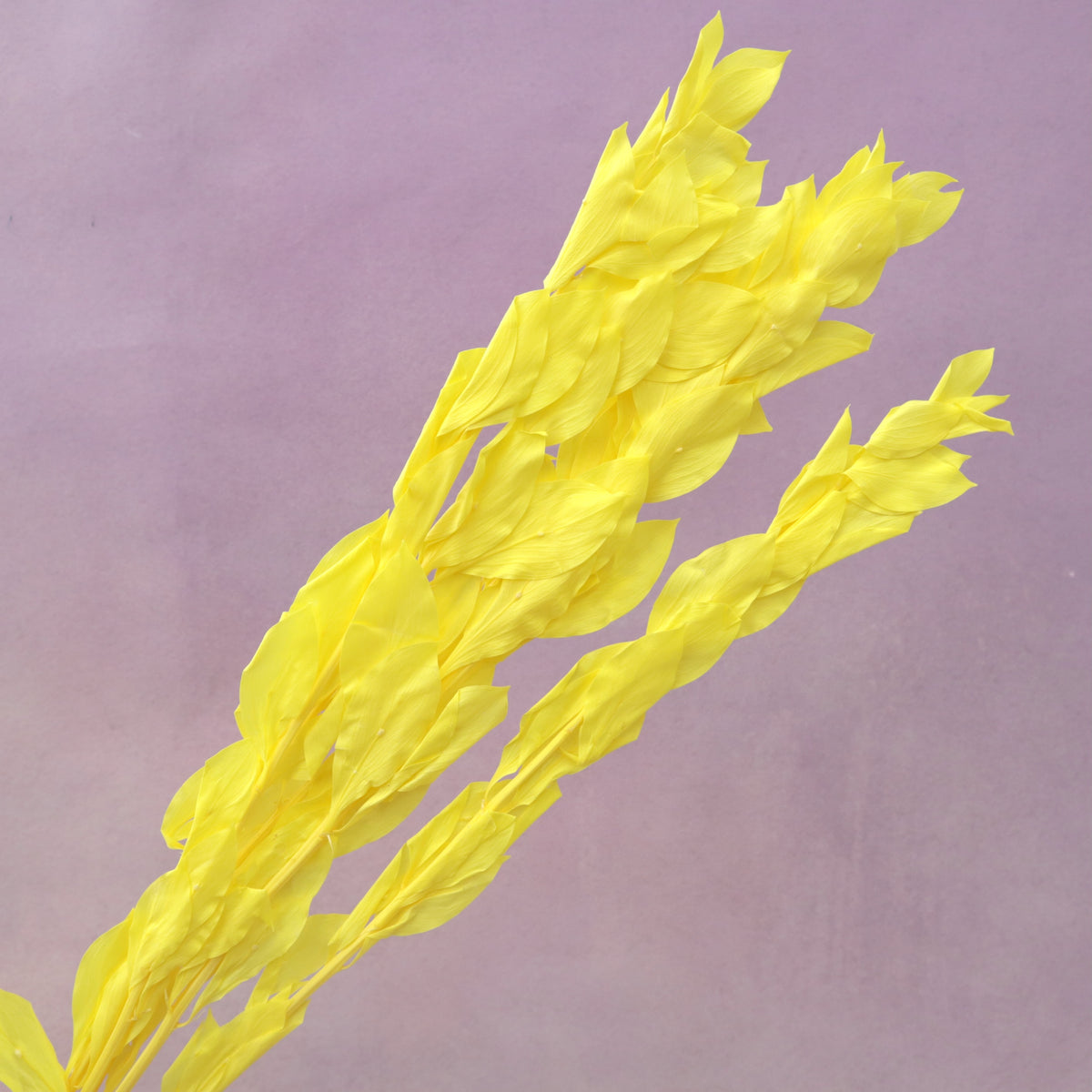 Ruscus Big Leaf Bright Yellow