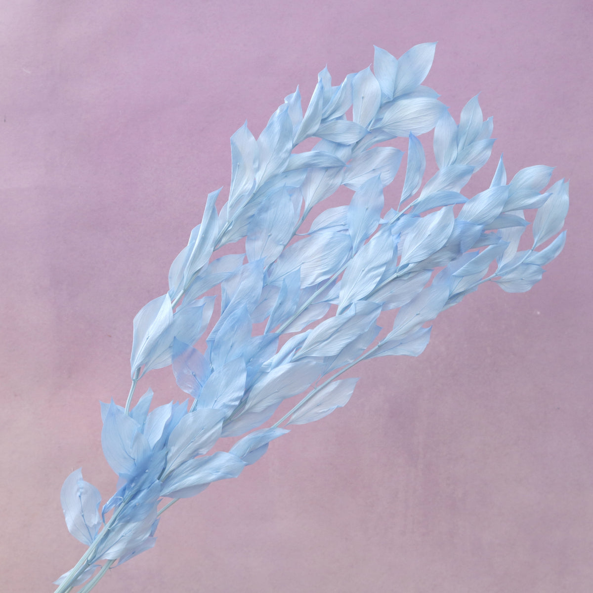 Ruscus Big Leaf Sky Blue
